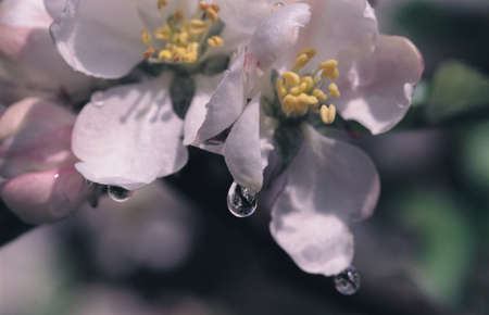 Dew drops on blossomの写真素材