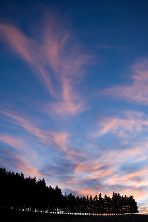 Marlborough, silhouettes of pine trees at sunsetの写真素材