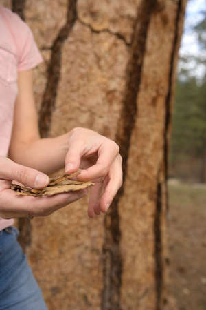 Woman holding tree barkの写真素材