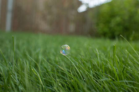 Bubble on grass