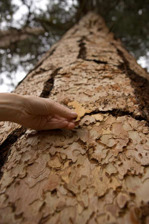 Woman touching tree bark