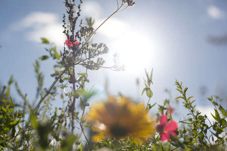 Wildflowersの写真素材