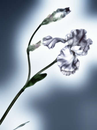 White iris