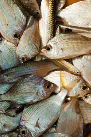 Fish for sale at morning fish market, Bay of Bengal, Tamil Nadu