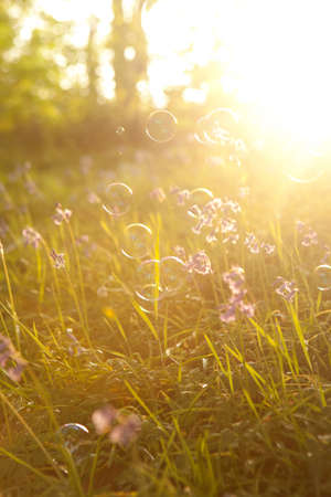 Bubbles floating in meadow