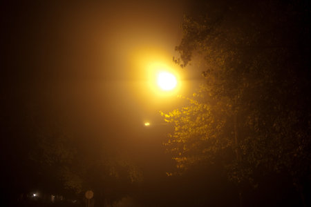 Tree illuminated at nightの写真素材