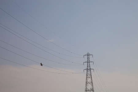 Bird flying near power linesの写真素材