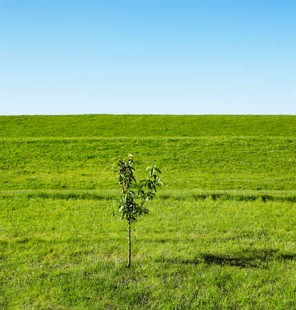Sapling in fieldの写真素材
