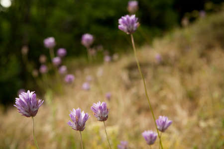 Purple flowers, close upの写真素材