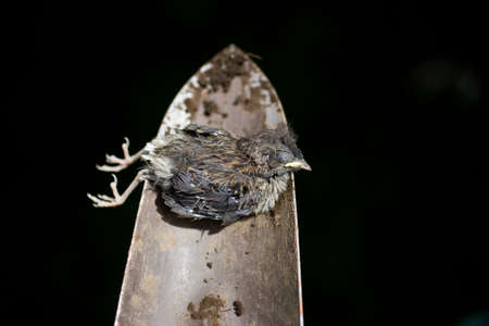 Dead bird on trowelの写真素材