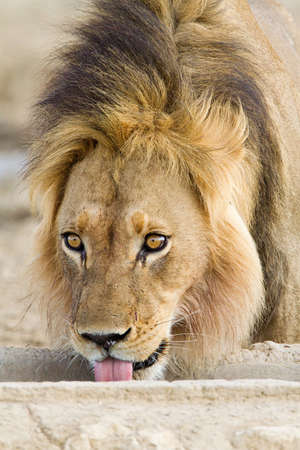 Male African lion, head shotの写真素材