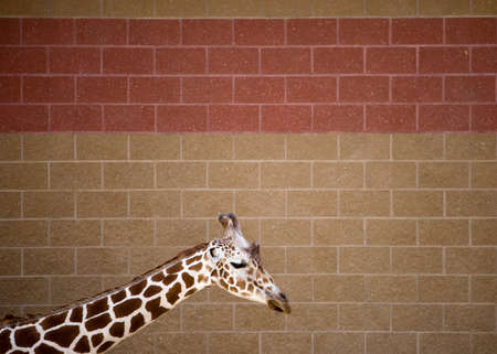 Giraffe by a wallの写真素材