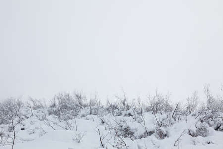 Grass in the snow,