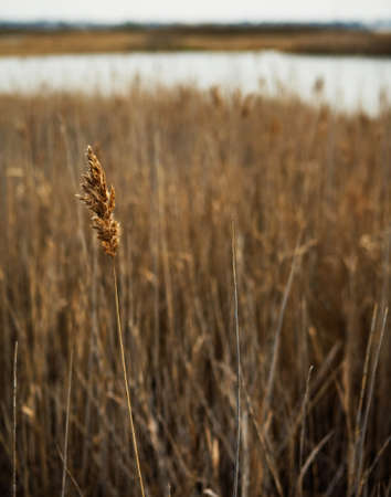Dry grass, close up