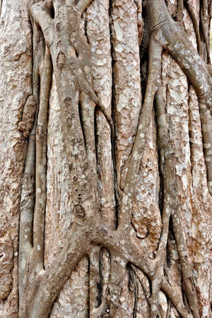 Trunk of tropical tree, close-up, Siem Reap, Cambodia




, Vietnamの写真素材