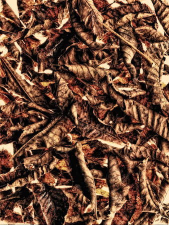 Pile of chestnut leavesの写真素材