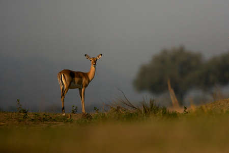 Impala (Aepyceros melampus), Mana Pools, Zimbabweの写真素材