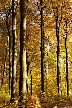 Beech forest with autumn leaves