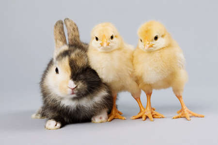 Rabbit and chicks, studio shot