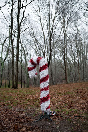 Large red and white candy cane in forestの写真素材