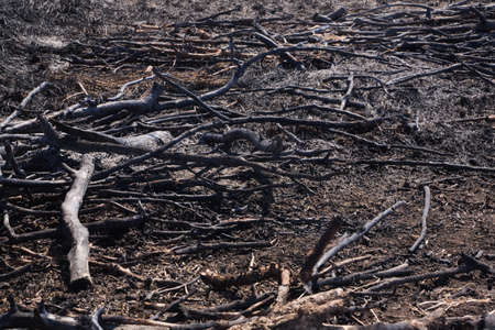 Charred branches on the groundの写真素材