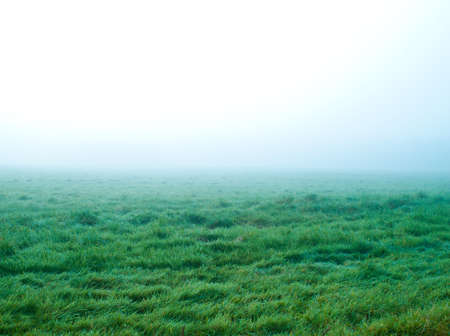 Misty field