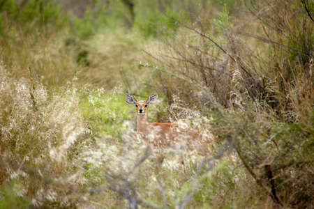Steenbok hiding in bushes, Okavango Delta, Botswana,  Africa