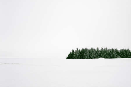 Forest in snowの写真素材