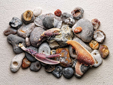 Stones and crab claws on paperの写真素材