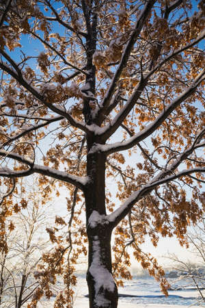 Snow-covered tree in field