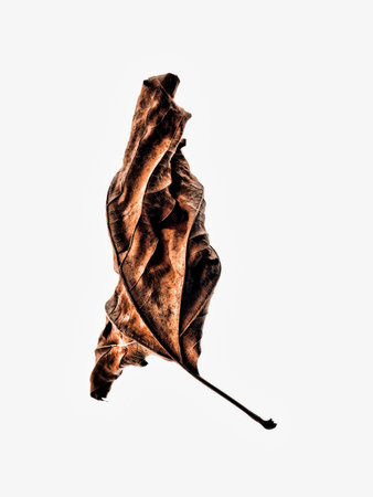 Close up of dead autumn leafの写真素材