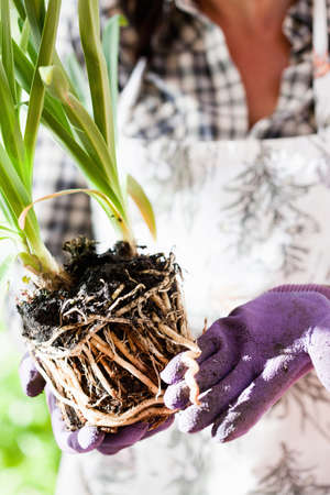 Woman examining plant roots outdoors