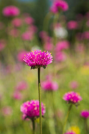 Pink flower