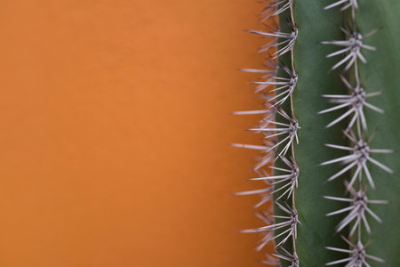 Cactus against orange background