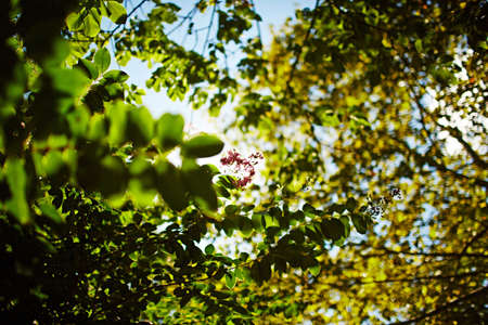 Green leaves on trees