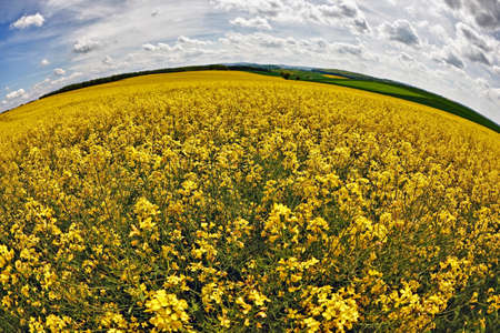 Field of oilseed rape in spring