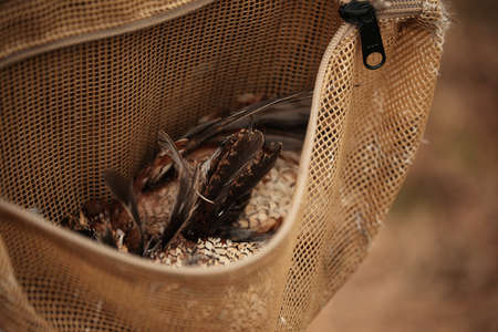 Quails in hunter's satchelの写真素材