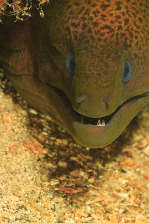 Close up of moral eel's face