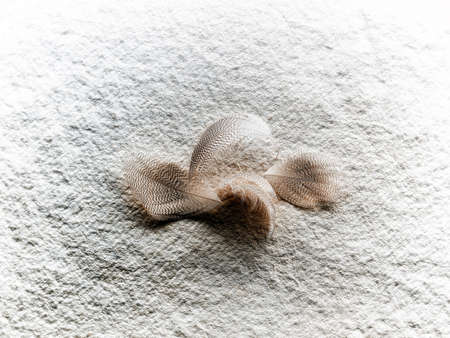 Feathersの写真素材