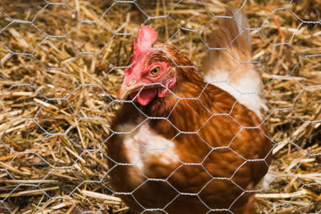 Close up of chicken in coopの写真素材