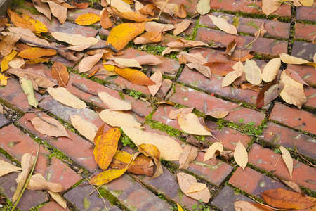 Autumn leaves on city street