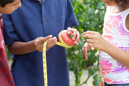 Three children measuring tomatoの写真素材