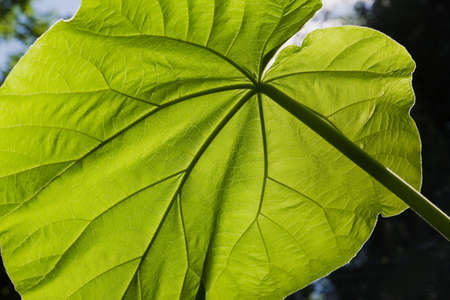 Backlit close up of large green leaf