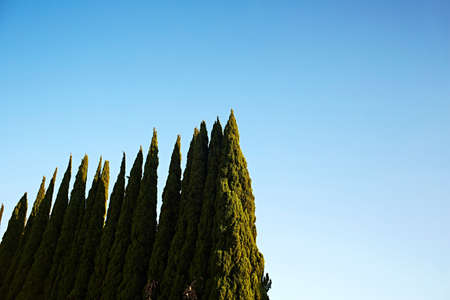 Tall green trees in a row against clear blue skyの写真素材