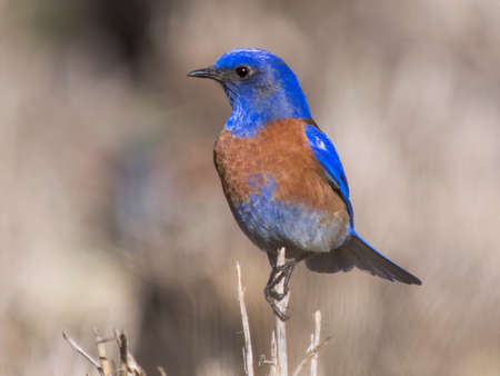 Western bluebird, Sialia mexicanaの写真素材