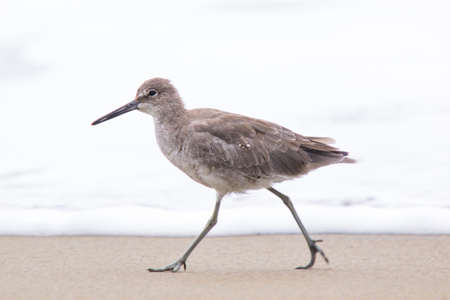 Willet, Tringa semipalmata, Catoptrophorus semipalmatusの写真素材