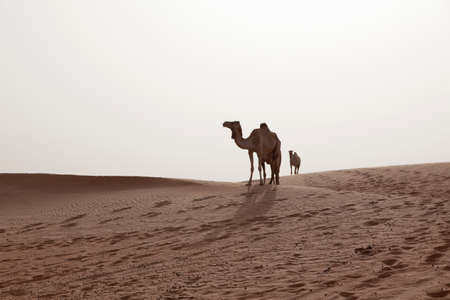 Camels in desert, Dubai, United Arab Emirates