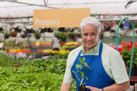 Senior man holding plant in garden centre, portrait