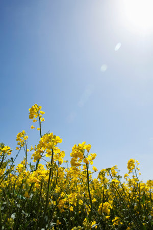 Gorse on sunny day