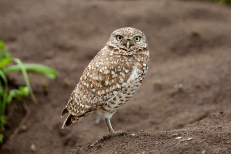Burrowing Owl, San Francisco, California, USAの写真素材
